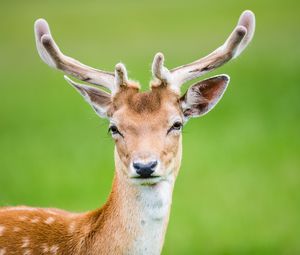 Preview wallpaper deer, antlers, spotted