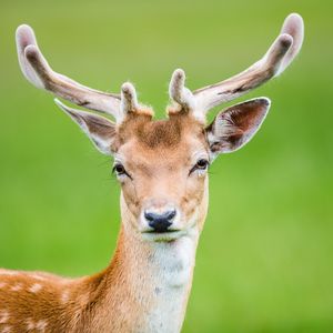 Preview wallpaper deer, antlers, spotted