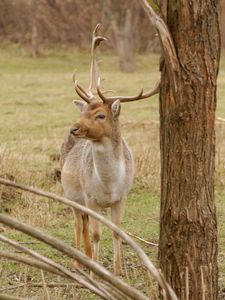 Preview wallpaper deer, antlers, trees