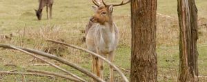 Preview wallpaper deer, antlers, trees