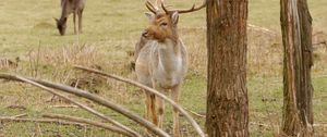 Preview wallpaper deer, antlers, trees