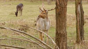 Preview wallpaper deer, antlers, trees
