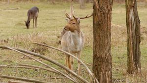 Preview wallpaper deer, antlers, trees