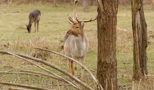 Preview wallpaper deer, antlers, trees