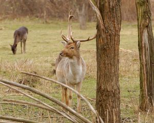 Preview wallpaper deer, antlers, trees