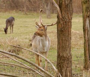 Preview wallpaper deer, antlers, trees