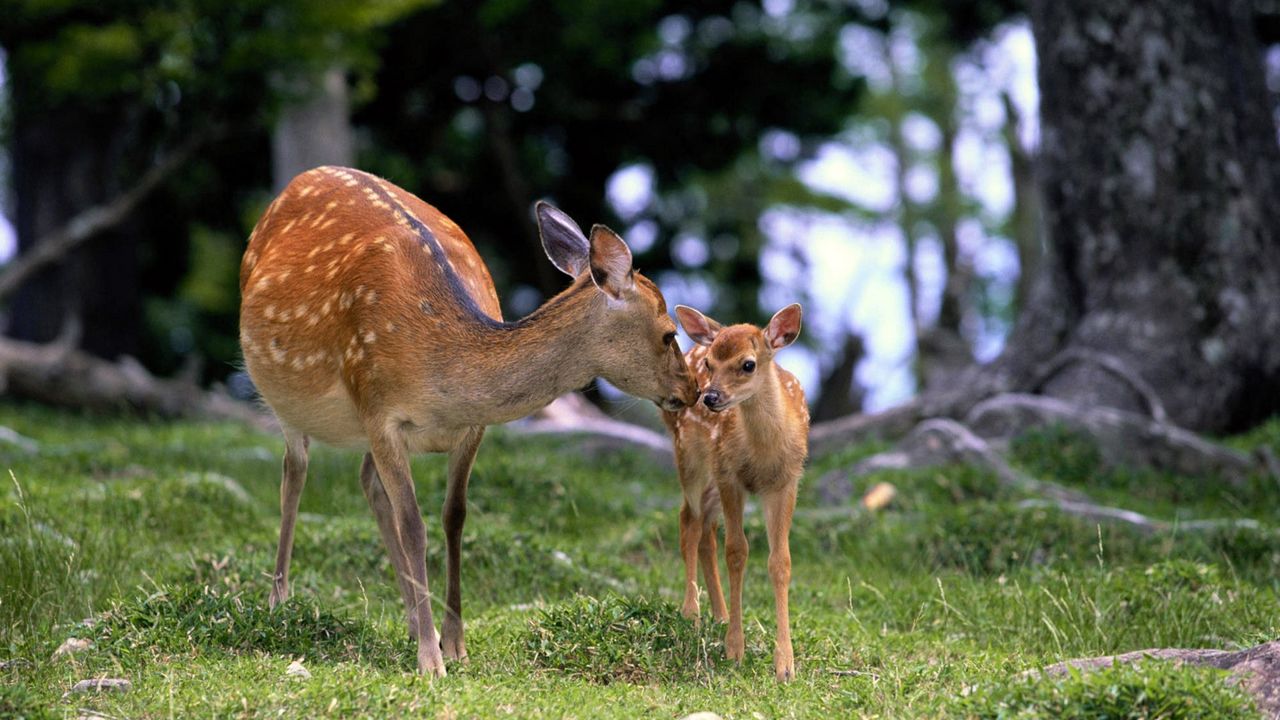 Wallpaper deer, baby, grass, care, walking, wood