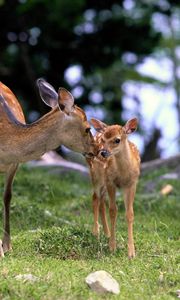 Preview wallpaper deer, baby, grass, care, walking, wood