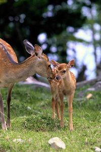 Preview wallpaper deer, baby, grass, care, walking, wood