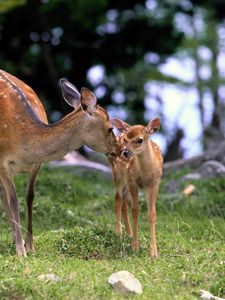 Preview wallpaper deer, baby, grass, care, walking, wood