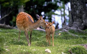 Preview wallpaper deer, baby, grass, care, walking, wood