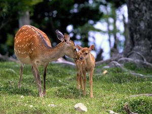 Preview wallpaper deer, baby, grass, care, walking, wood