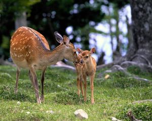 Preview wallpaper deer, baby, grass, care, walking, wood