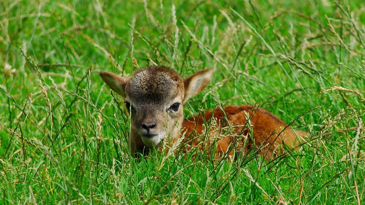Wallpaper deer, baby, grass, lie