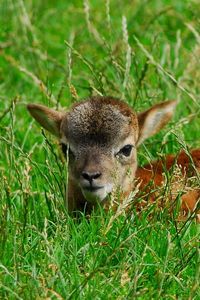 Preview wallpaper deer, baby, grass, lie