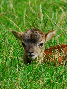 Preview wallpaper deer, baby, grass, lie