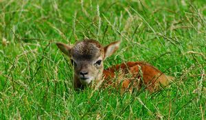 Preview wallpaper deer, baby, grass, lie