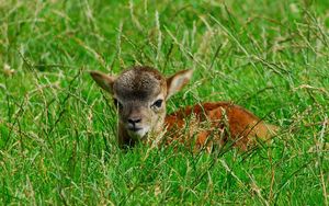 Preview wallpaper deer, baby, grass, lie