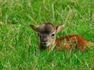 Preview wallpaper deer, baby, grass, lie