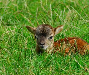 Preview wallpaper deer, baby, grass, lie