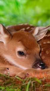 Preview wallpaper deer, baby, rest, sleep