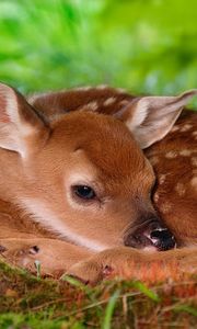 Preview wallpaper deer, baby, rest, sleep