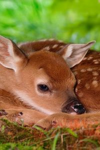 Preview wallpaper deer, baby, rest, sleep