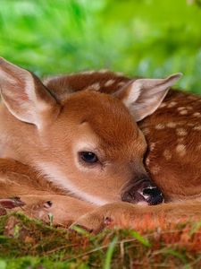 Preview wallpaper deer, baby, rest, sleep