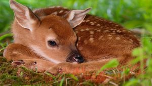 Preview wallpaper deer, baby, rest, sleep