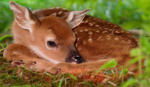 Preview wallpaper deer, baby, rest, sleep