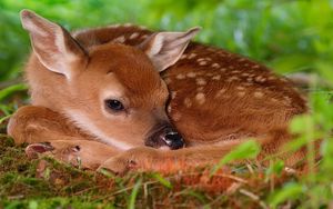 Preview wallpaper deer, baby, rest, sleep