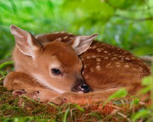 Preview wallpaper deer, baby, rest, sleep