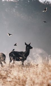 Preview wallpaper deer, birds, field, flying, fog