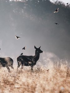 Preview wallpaper deer, birds, field, flying, fog