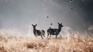 Preview wallpaper deer, birds, field, flying, fog
