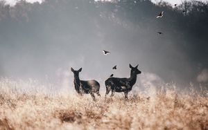 Preview wallpaper deer, birds, field, flying, fog