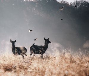 Preview wallpaper deer, birds, field, flying, fog