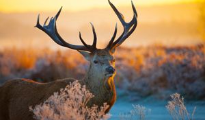 Preview wallpaper deer, branches, sunlight, horns, snout