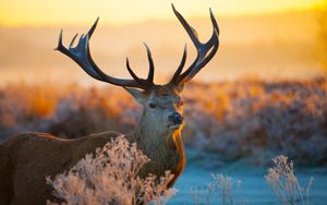 Preview wallpaper deer, branches, sunlight, horns, snout