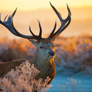 Preview wallpaper deer, branches, sunlight, horns, snout