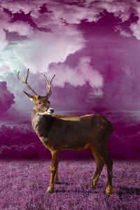 Preview wallpaper deer, clouds, photoshop, grass