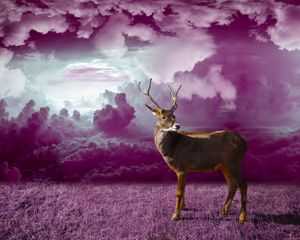 Preview wallpaper deer, clouds, photoshop, grass