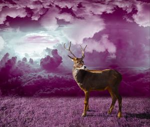 Preview wallpaper deer, clouds, photoshop, grass