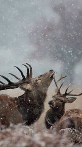 Preview wallpaper deer, couple, grass