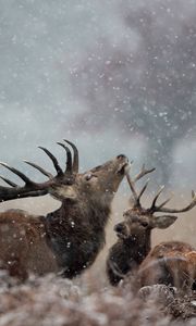 Preview wallpaper deer, couple, grass