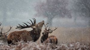 Preview wallpaper deer, couple, grass