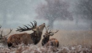 Preview wallpaper deer, couple, grass