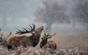 Preview wallpaper deer, couple, grass