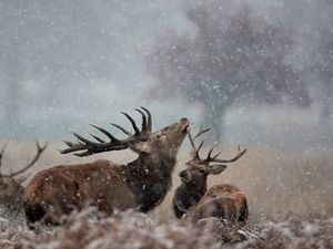 Preview wallpaper deer, couple, grass