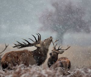 Preview wallpaper deer, couple, grass